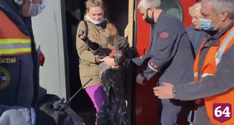 Беженцы из Донбасса приехали в Саратов вместе с собаками