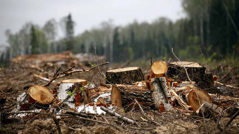 Под Саратовом незаконно вырубили лес на 5 млн рублей