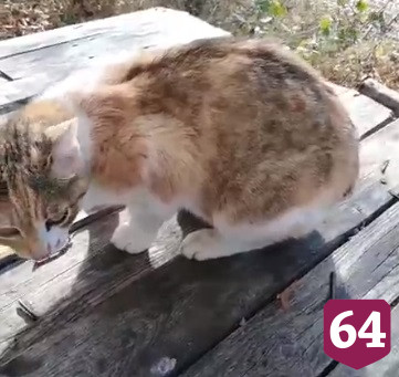Саратовцы спасают кошку с котятами на обмелевшей Волге