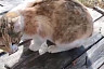 Саратовцы спасают кошку с котятами на обмелевшей Волге
