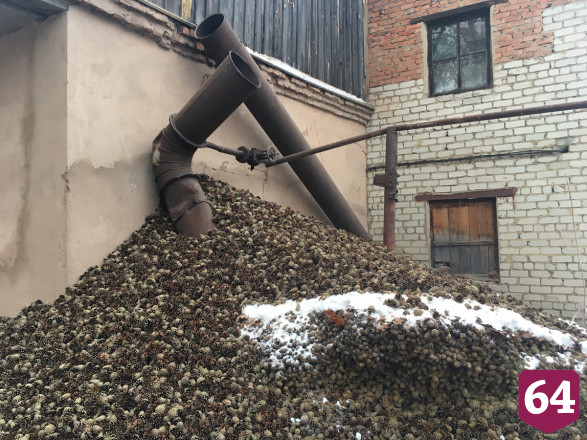 Под Саратовом сушат шишки для пополнения стратегического запаса семян