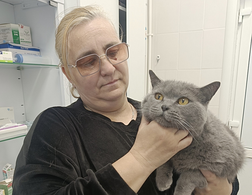 Саратовские ветеринары спасли кота со сломанным клыком
