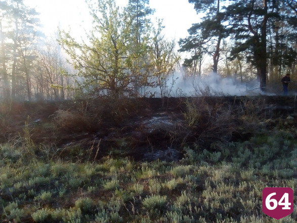 Сгоревший на Первомай лес под Саратовом вырубят и восстановят