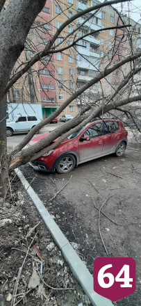 В Саратове дерево раздавило иномарку