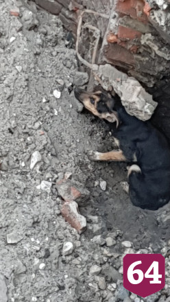 В Саратове из коммунальной ямы спасли собаку