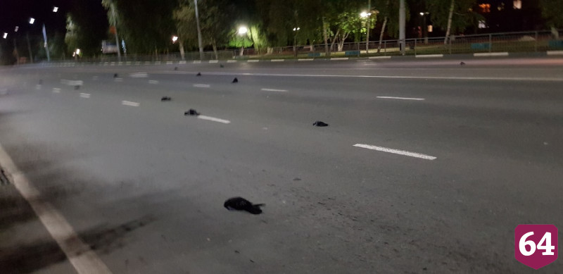 Ветеринары выясняют причину массовой гибели птиц в Саратовской области