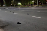 Ветеринары выясняют причину массовой гибели птиц в Саратовской области