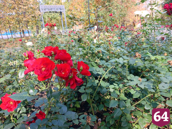 Петровск украсили пять новых розариев