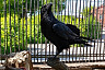 Саратовцев попросили помочь опилками зооуголку в Детском парке