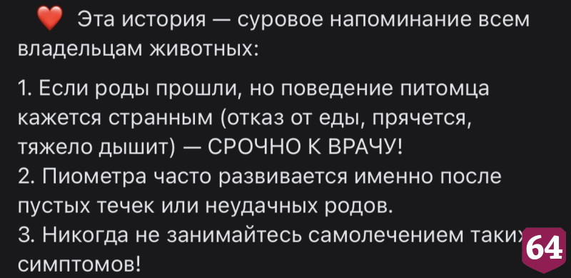 Саратовские ветеринары спасли едва не погибшую после родов кошку Нюшу