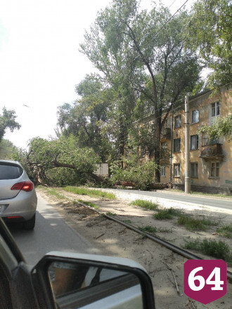 В Саратове водитель попал в ДТП из-за упавшего на дорогу дерева