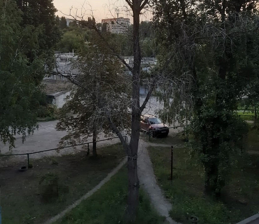 Жители Саратова боятся падения мертвого дерева