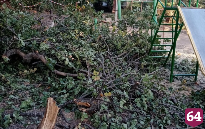 В Саратове дерево рухнуло на детскую площадку 