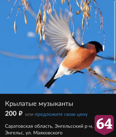 Саратовец продает снегирей по 250 рублей