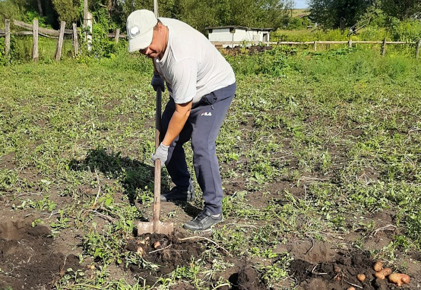 В Саратовской области чиновник за выходные накопал картошки на зиму