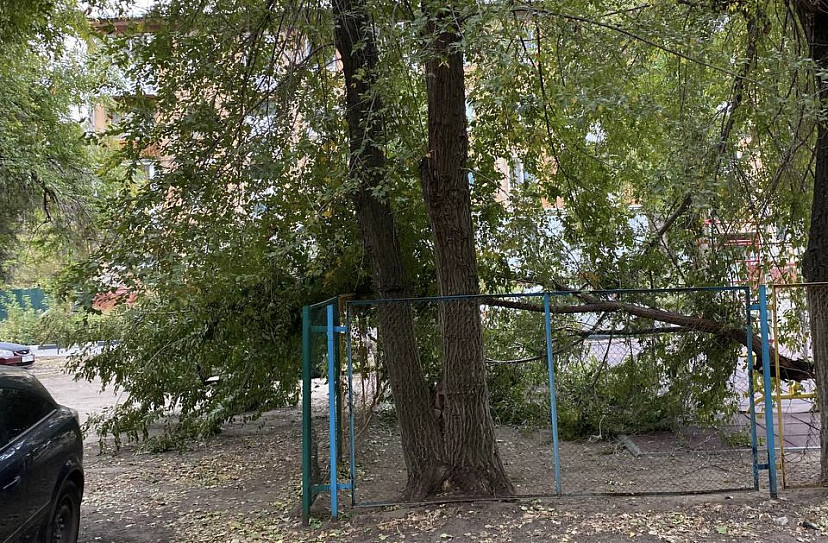 В Саратове после падения дерева попросили обследовать двор