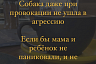 Саратовский кинолог озвучила правила поведения с бродячими собаками