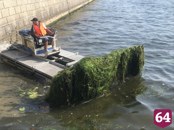 Волгу расчистили от водорослей и выпустили 21 тысячу мальков 