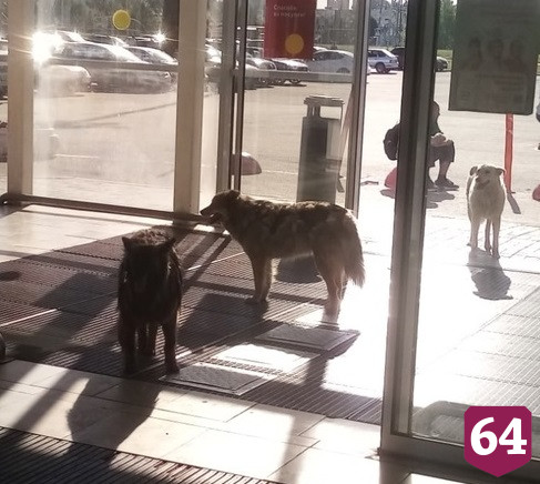 Саратовцы пожаловались на «собачью оккупацию» 