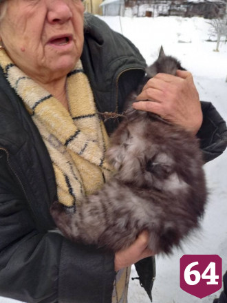 Саратовские спасатели сняли повисшую на заборе кошку 