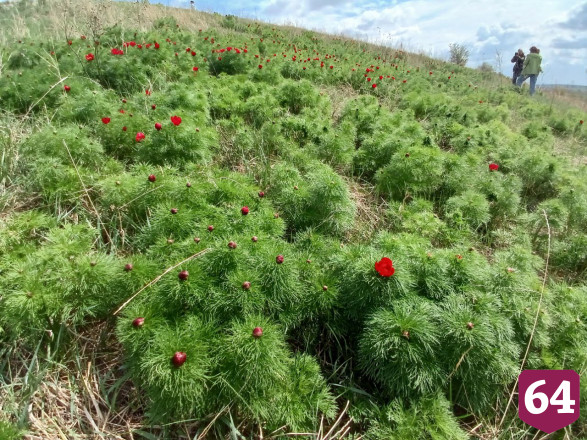 Под Саратовом возьмут под охрану 50 гектаров с краснокнижными пионами 