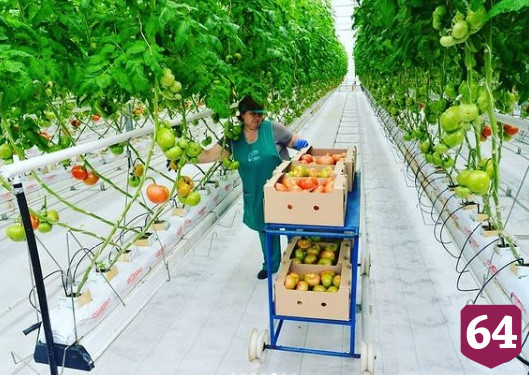 В саратовских теплицах собирают первый урожай