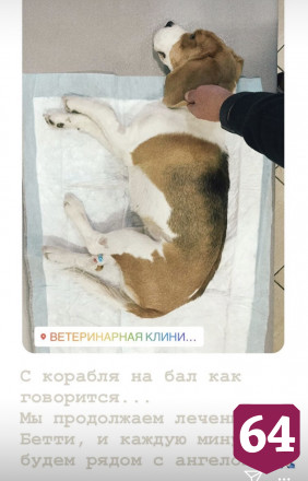 Потерявший семью бигль Бетти продолжил лечение в Санкт-Петербурге