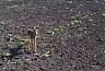 Саратовец снял на камеру общение с одиноким детенышем косули