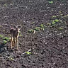 Саратовец снял на камеру общение с одиноким детенышем косули