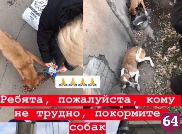 Пожарные спасли собак из горящей квартиры  