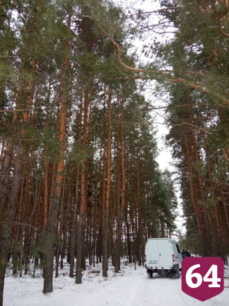 Для восстановления саратовских лесов вырастят 10 миллионов саженцев