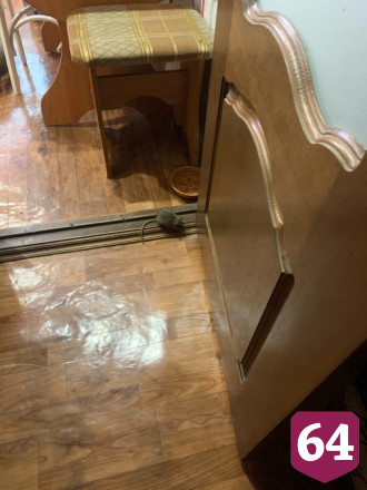 Девятиэтажку в Энгельсе атаковали мыши