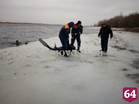 Водолазы вытащили из Волги мертвого дайвера