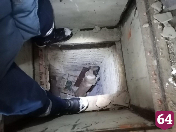Саратовские спасатели вытащили собаку из заброшенного погреба