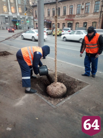 На Московской вместо старых тополей высадили клены 