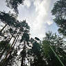 В Саратовской области благоустроили лесопарк с вековой историей