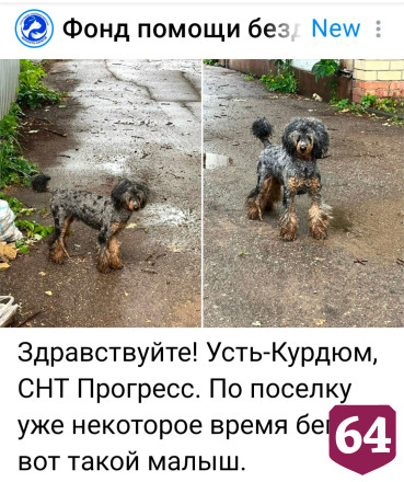 В саратовских дачах пытается спастись перепуганный пудель
