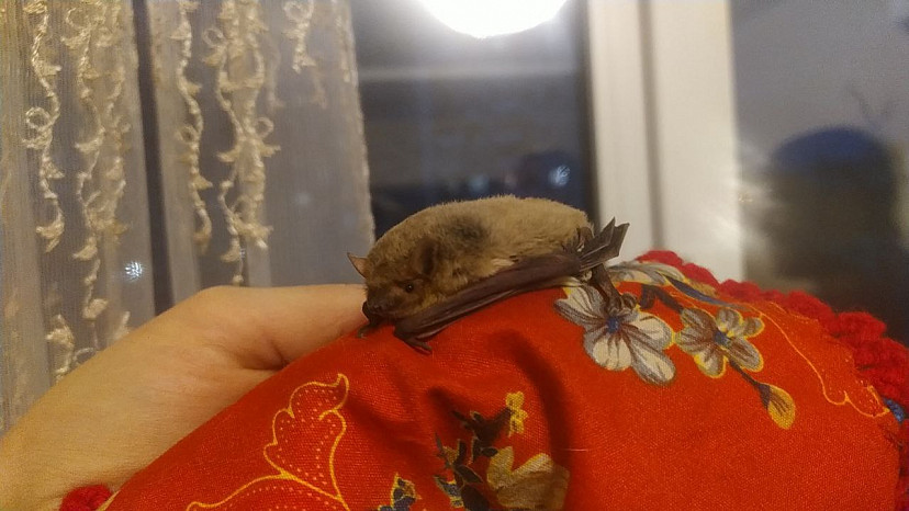 Нетопыря из Саратова отправят зимовать в Москву