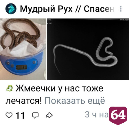 Саратовцы спасают попавшую в лапы кошки змею 