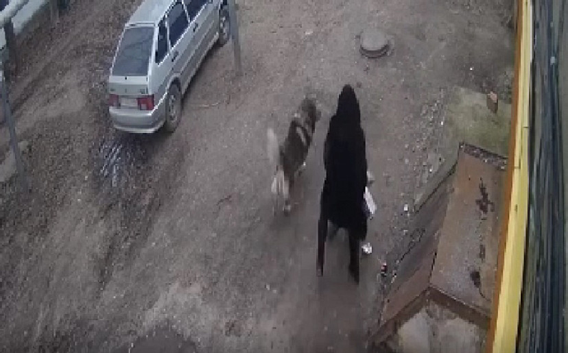 Собака держит в страхе поселок под Энгельсом
