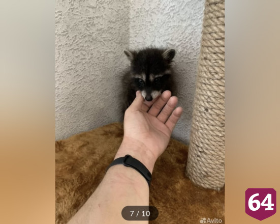 В Энгельсе продают любвеобильных енотов
