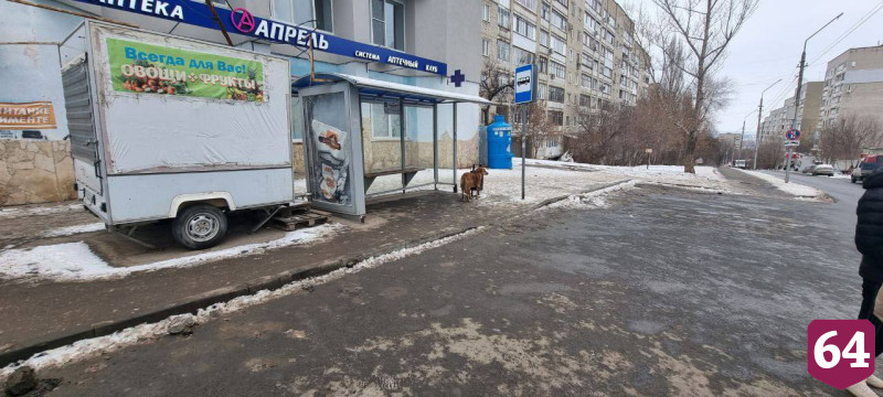 Автохамов оштрафовали за стихийную парковку у больницы Саратова