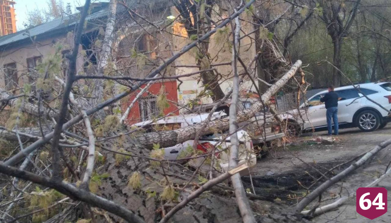В Саратове дерево рухнуло на три припаркованных автомобиля