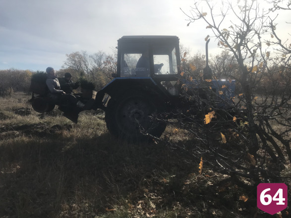 В Саратовской области высадили 2500 гектаров леса