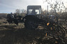 В Саратовской области высадили 2500 гектаров леса