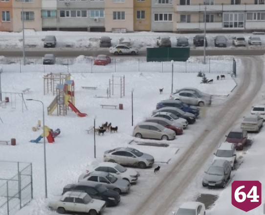 Житель Саратова назвал собак на детской площадке чудом природы