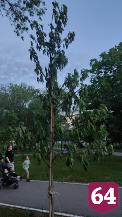 Саратовцы поливают из бутылок молодые деревья в сквере