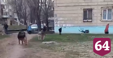 В Энгельсе ребенка за ногу укусила бродячая собака 