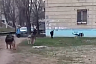 В Энгельсе ребенка за ногу укусила бродячая собака 