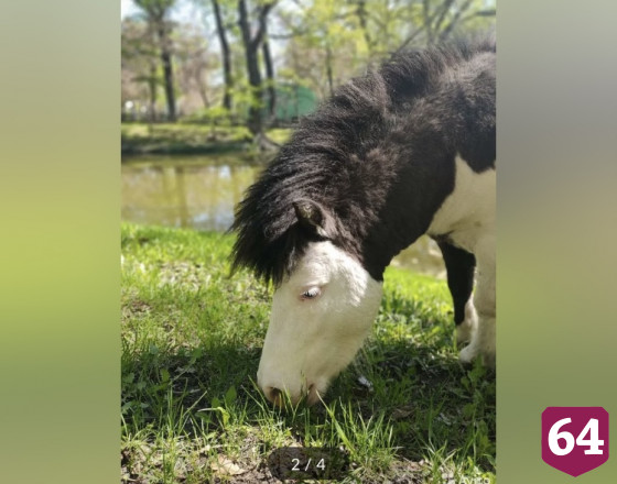 В Саратове за 300 тысяч продают семью голубоглазых пони